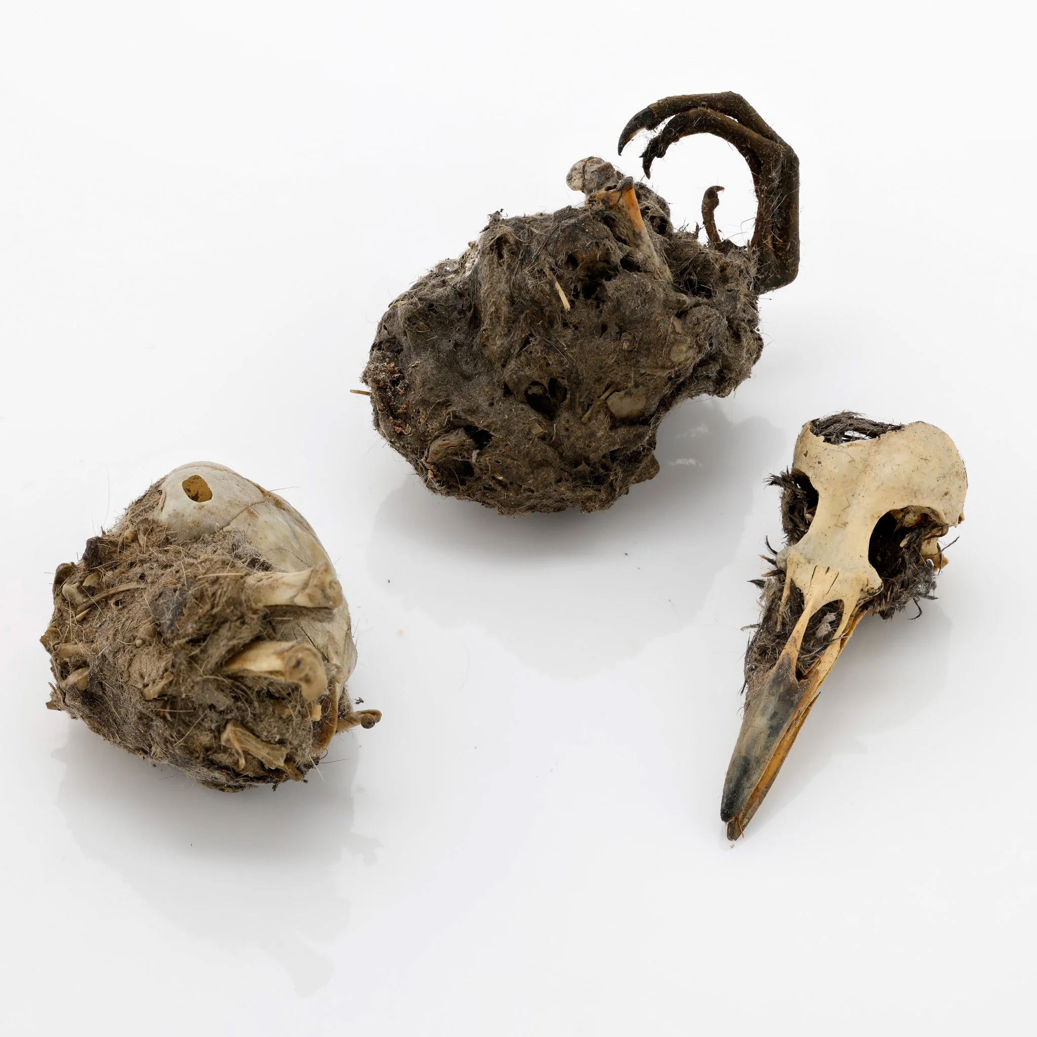 XL Owl Pellet Explorer Kit — Mountain Home Biological